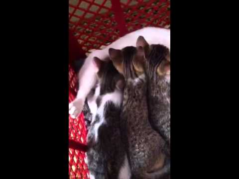 Mimica hrani mačiće