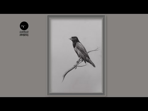 How To Draw A Black Headed Munia Bird Step By Step || Pencil Sketch || Drawing