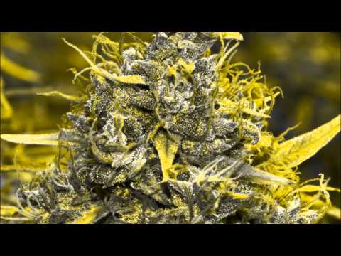 Junior Kelly--Lots Of Herbs