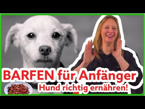 BARFEN für Anfänger - Hund richtig ernähren I Tierheilpraktikerin und BARF-Profi Melli gibt Tipps!