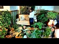 Plant Tour Indoor House Plants Spring 2021 Meet Our Plants