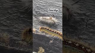 Download lagu 1 Poisonous Caterpillar lost his way to his ARMY. #caterpillar #larva #LifeCycleOfAButterfly mp3 Download lagu 1 Poisonous Caterpillar lost his way to his ARMY. #caterpillar #larva #LifeCycleOfAButterfly mp3