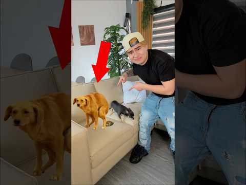 MIS PERROS ENSUCIARON EL SILLÓN 💩😭