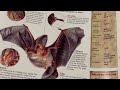 Wildlife Explorer Part 1