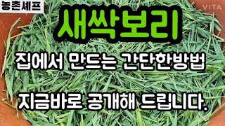 #새싹보리재배방법 #새싹보리효능 #새싹보리먹는방법