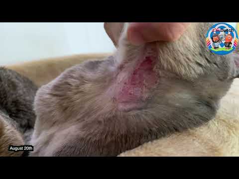 How to prevent your cat from scratching its neck when they shouldn't.  itchy skin infection.