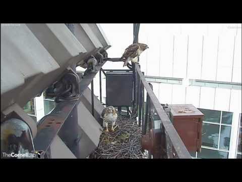 Cornell RTHA Cam  Construction Day  10:01 am  _3.10.14_