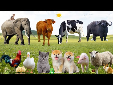 🎶 When the Rooster Crows, the Cow Roars & the Dog Barks – Super Fun Hometown Melodies | Cute Anim...