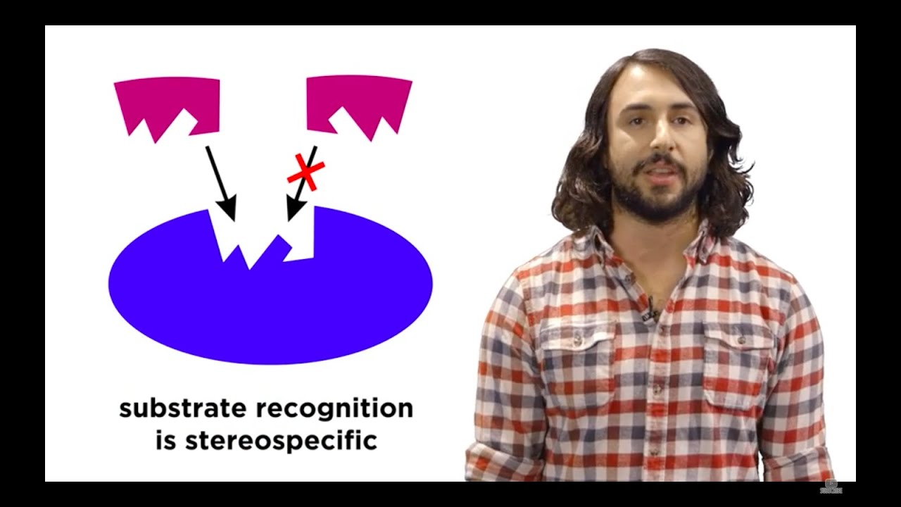 Enzymes: Nature's Factory Workers