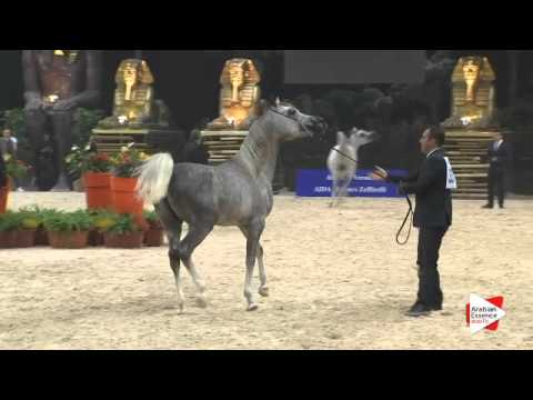 N 33 TF ALEANDRO   Gran Prix 2015   Colts 2 3 years old Class F