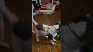 Video preview image #1 Cocker Spaniel Puppy For Sale in Pottstown, PA, USA