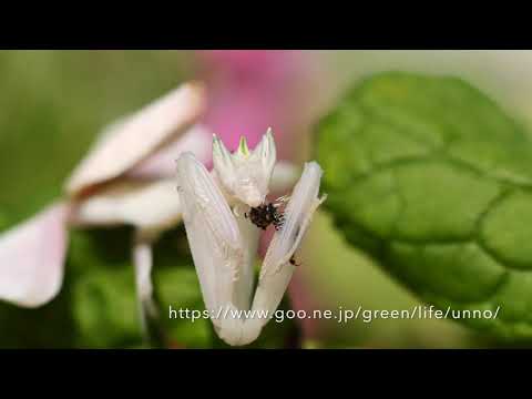 ハナカマキリ ハチを捕らえる Flower Mantis Catching Bee 海野和男のデジタル昆虫記 緑のgoo