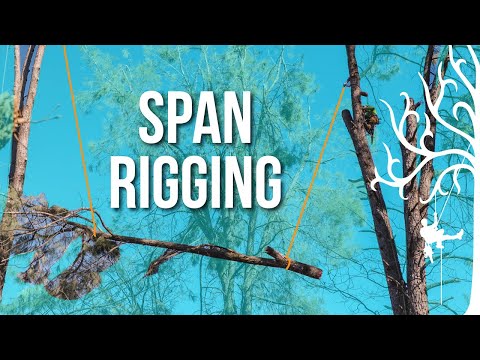 Rigging BIG pieces | Experts ONLY | Advanced Techniques| Massive Grey Pine Removal