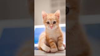cat whatsapp status tamil 😍friends ideas 💡cute video 🤩 cat lovers 💖