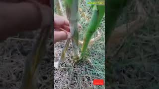 Download lagu Tanam Jagung 1 lobang 2 biji mp3