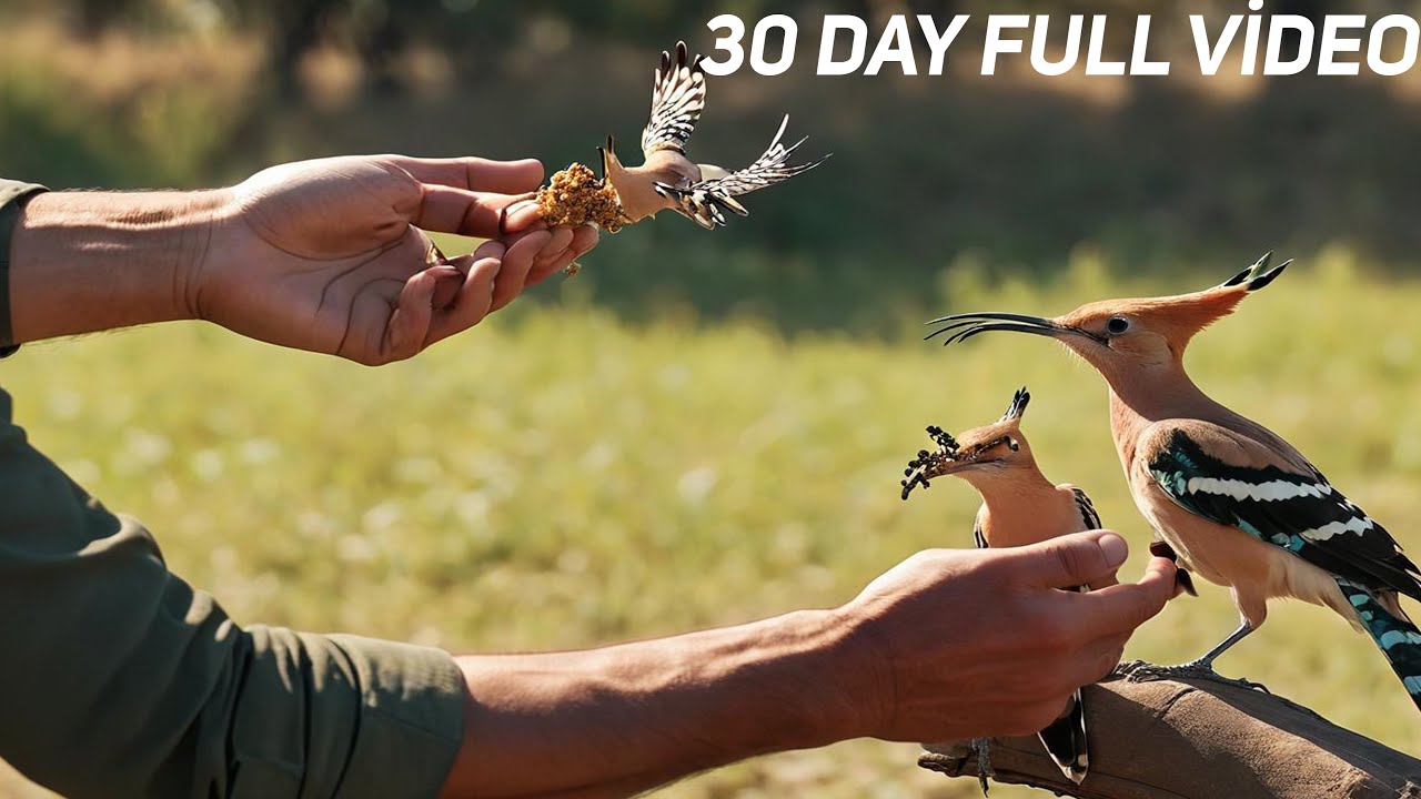 I tamed wild birds in 30 days - Now we live together