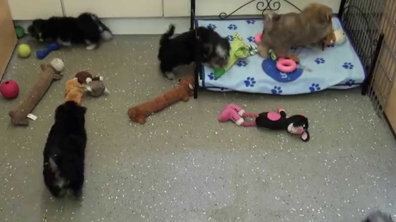 Little Rascals Uk breeders New litter of Morkie puppies - Puppies for Sale 2015