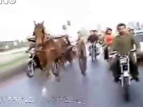 naseeba wali vs morzadi horse race rawalpindi 2014