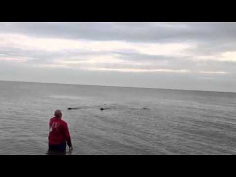 Dogs at Gandy's 2013