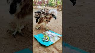 Baby eagle feeding