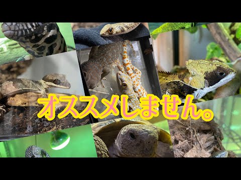 アブロニア・ヴィロサについて詳しく解説