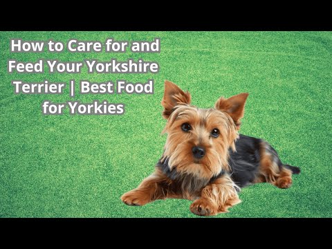 How to Care for and Feed Your Yorkshire Terrier | Best Food for Yorkies