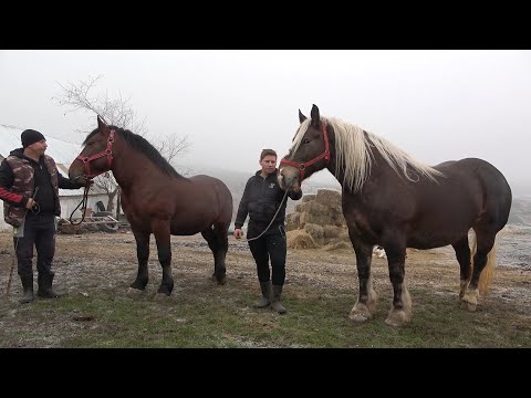 Caii lui Pancica de la Sarumasu, Mures - 2020