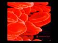 Rosewater - N.M.E 