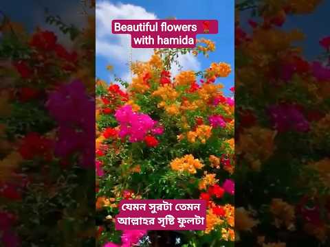 beautiful flowers with hamida #viral short video🌹