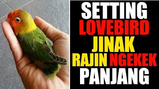 Download lagu SETTINGAN LOVEBIRD YANG TERLALU JINAK MENJADI SEDIKIT GIRAS BIAR RAJIN NGEKEK PANJANG mp3