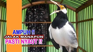 Download lagu AUTO GACOR ! Sekali Putar Jalak Manapun Langsung Nyaut | Pancingan Jalak Suren Gacor mp3