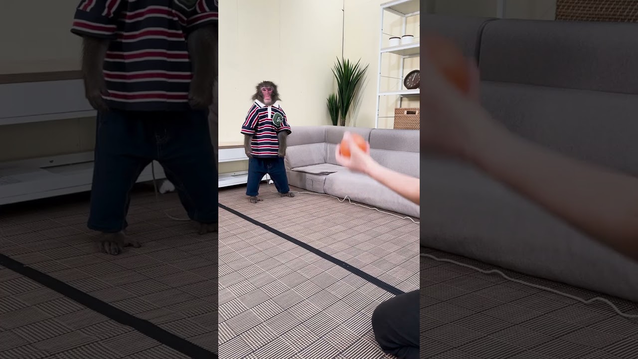 【おさる家】息ぴったりのジャグリングショー!！　 #おさるランド&アニタウン #おさるランド #日光さる軍団 #おさる家 #ドラマ #サル #ニホンザル #さる #monkey