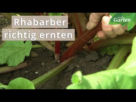 Rhabarber richtig ernten | MDR