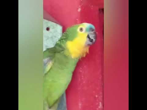 Lindo louro(Papagaio)ele é falante