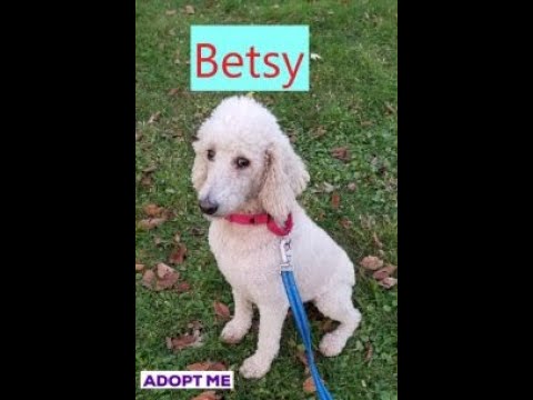 Betsy, an adopted Standard Poodle in Kittanning, PA_image-1