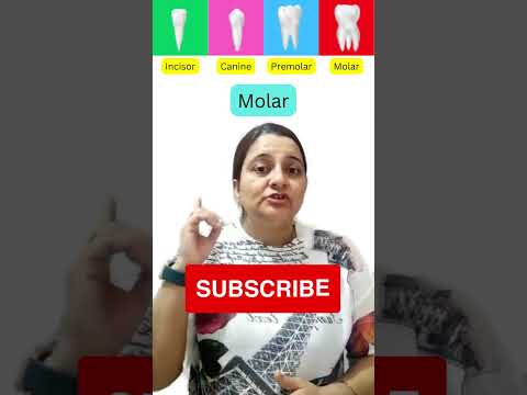 اسماء الاسنان بالانجليزي Names of teeth in English