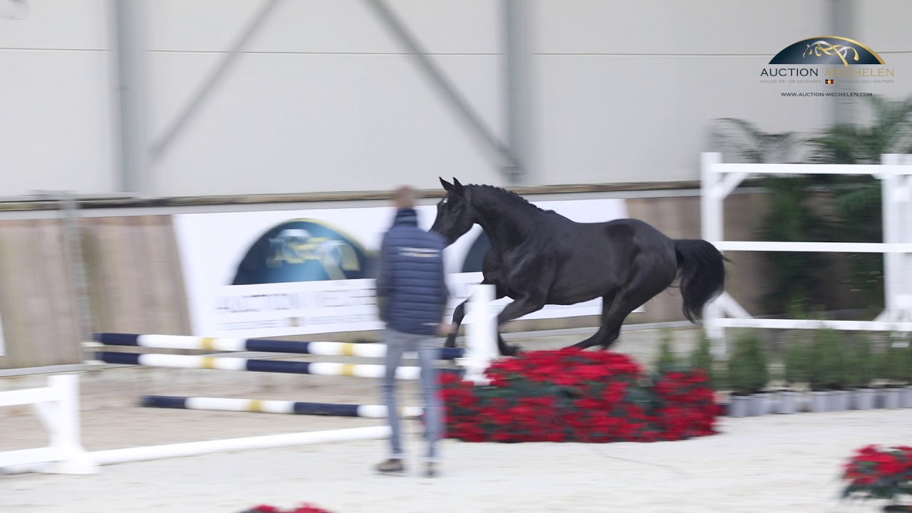 Watch video Saint Tropez vd Molendreef Saint Tropez vd Molendreef