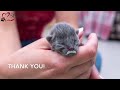 Sacramento SPCA