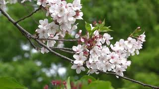 名残りの桜