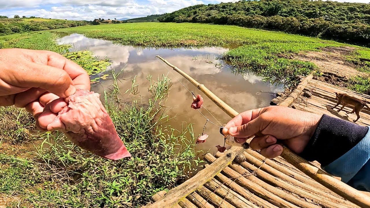 ANYTHING THAT FALLS INTO THIS STREAM IS DEVOURED IN SECONDS, PREDATOR INFESTATION! Country fishing