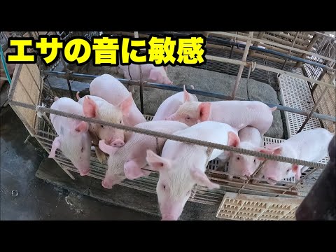 , title : '【飛び出そう】子豚のお昼ご飯タイム'