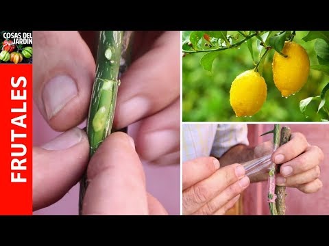 How to Graft a Lemon Tree - Step by Step - It's VERY EASY