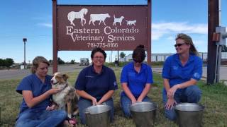preview picture of video 'Eastern Colorado Veterinary Services Limon Colorado'