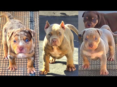 Unmissable promotion on puppies with The Best Bull quality.