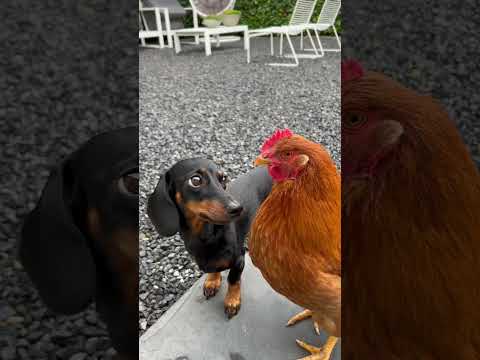 Coco a une obsession pour le poulet.