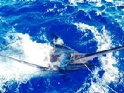 European Tournament of Big Game Fishing - Azores