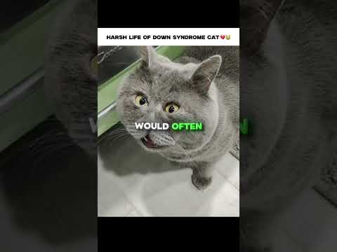 THIS CAT MADE ME CRY 😭
