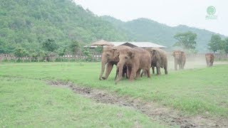 Elephants Run To Greeting A New Rescued Baby Elephant - ElephantNews