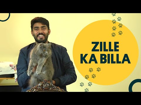 Zille Ka Billa | Pet Keeping Tips | Persian Cats