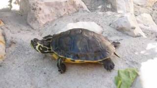 LA BELLA TARTARUGA canzone di tattà